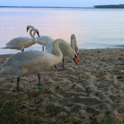 des Cygnes sur la plage